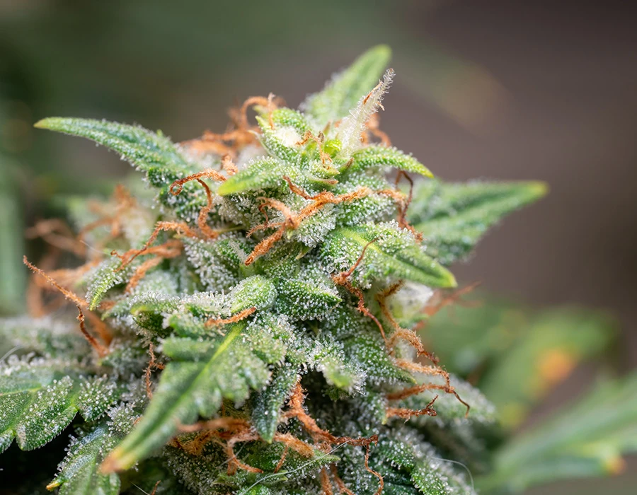 Close-up van een cannabis-top met glinsterende trichomen en oranje bloeiharen, kenmerkend voor THC.