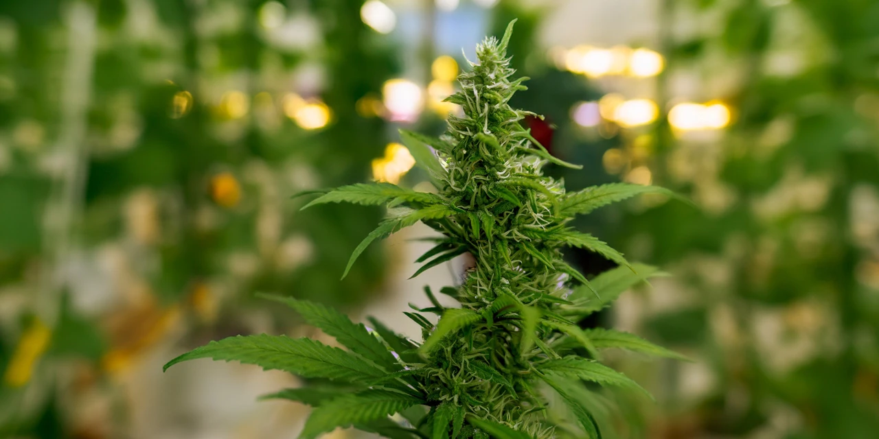 Een groene cannabisplant staat centraal in beeld in een ruimte met meerdere planten op de achtergrond.