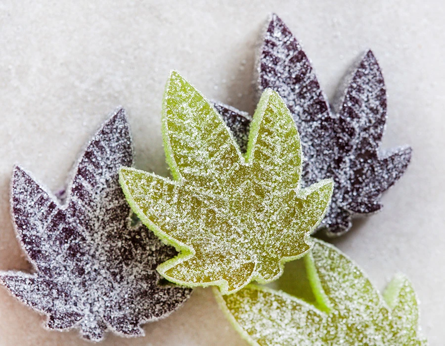 Suikergecoate cannabis gummies in de vorm van groene en paarse wietbladeren.