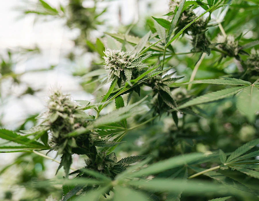 Close-up van een cannabisplant met meerdere wiettoppen, passend bij cannabisgebruik en verslavingsproblematiek.