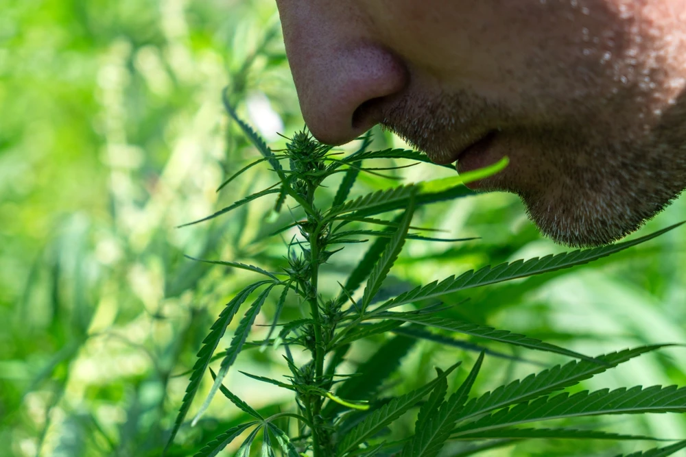 Man die aan een wietplant ruikt, als verbeelding van een terugval met blowen en verleiding tot gebruik.