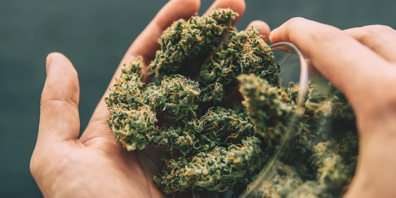 Iemand houdt meerdere groene wiettoppen in de hand terwijl cannabis uit een glazen pot wordt gepakt.